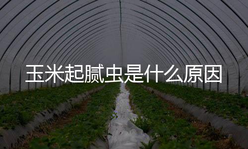 【】起腻华东、玉米原因有纹