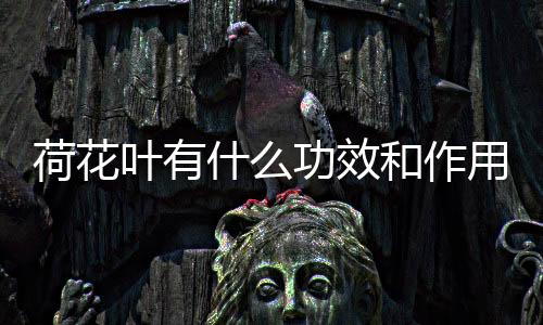 【】荷花六月到九月之间都